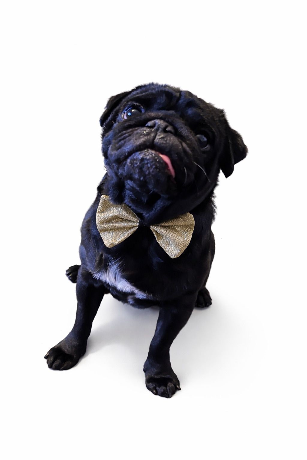 Jimmy the pug – Eco Paws mascot